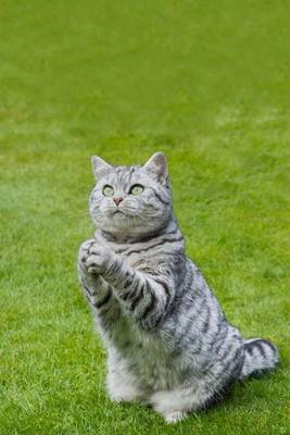 Cover of British Shorthair Tabby Cat Journal - Praying or Clapping? You Decide.