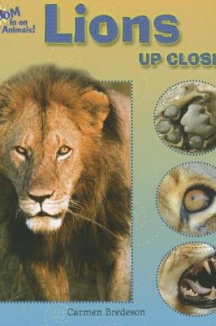 Cover of Lions Up Close