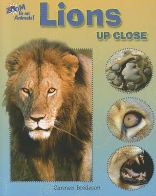 Book cover for Lions Up Close