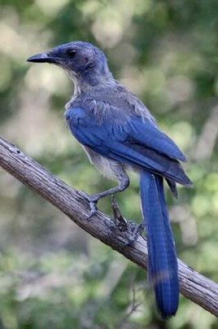 Cover of Long Tailed Jay Bird Journal