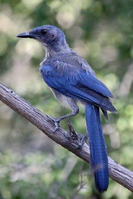 Book cover for Long Tailed Jay Bird Journal