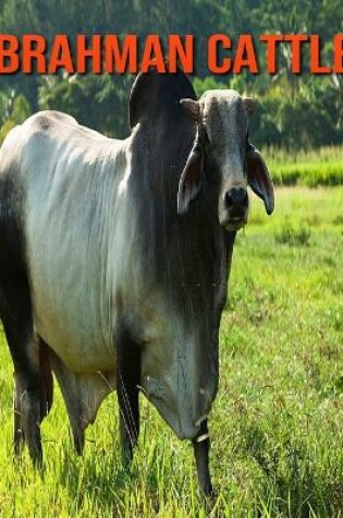 Cover of Brahman Cattle