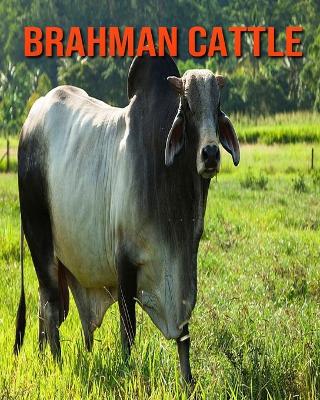 Book cover for Brahman Cattle