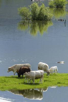 Book cover for Cows on an Island in the Pond