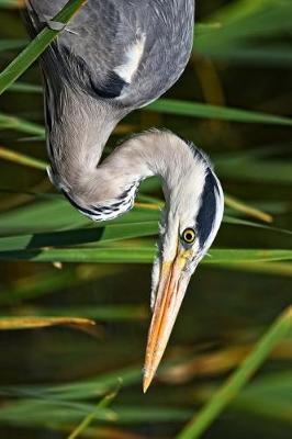 Book cover for Grey Heron Hunting Fish in the Marsh Journal