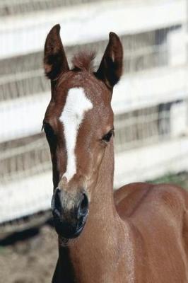 Cover of Equine Journal Foal With Stripe