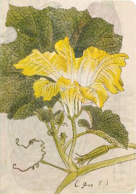 Book cover for Japanese Squash Blossom Lined Paperback Journal