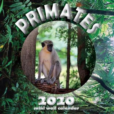 Book cover for Primates 2020 Mini Wall Calendar