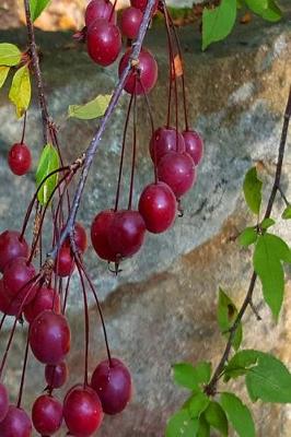 Book cover for 2019 Weekly Planner Autumn Tree Plump Red Berries 134 Pages