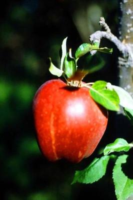 Cover of Food Journal Red Apple On Branch