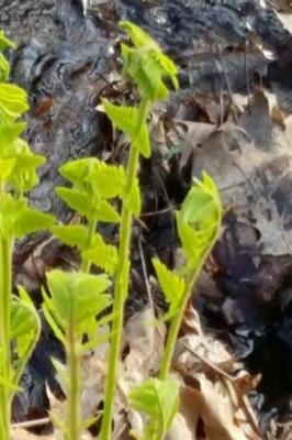 Cover of Journal Spring Ferns Water