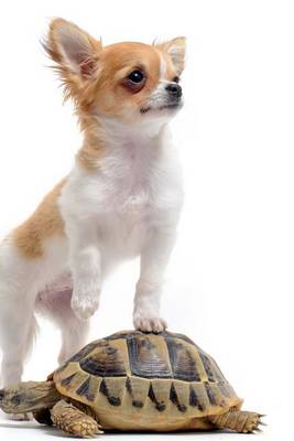 Book cover for Chihuahua on a Turtle (for the Love of Dogs)