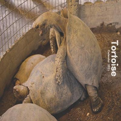 Book cover for Tortoise Calendar 2021