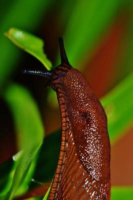 Book cover for A Slug in the Garden