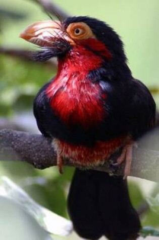 Cover of Bearded Barbet Bird Journal