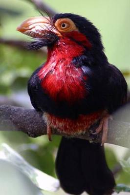 Book cover for Bearded Barbet Bird Journal