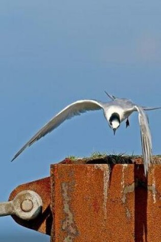 Cover of Sandwich Tern Bird Journal (Sterna Sandvicencis)