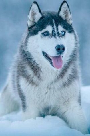 Cover of Snow Husky Dog