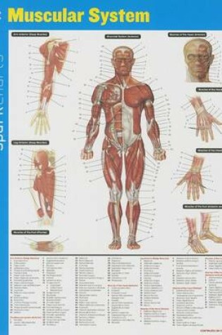 Cover of Muscular System SparkCharts