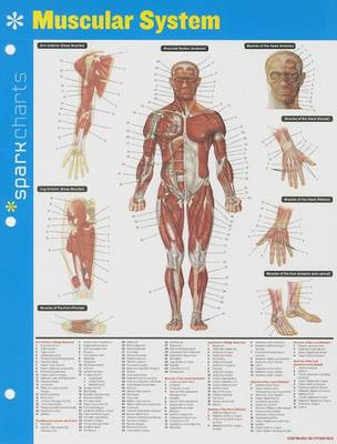 Book cover for Muscular System SparkCharts