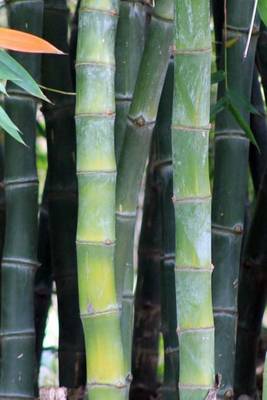 Book cover for A Bamboo Garden Journal