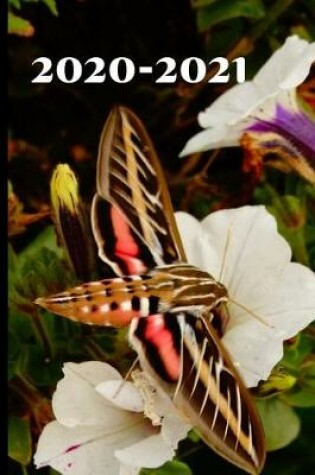 Cover of Cute Coral Hummingbird Moth Butterfly Lover's Gift 25 Month Weekly Planner Dated Calendar Gift Notebook for Women or Men