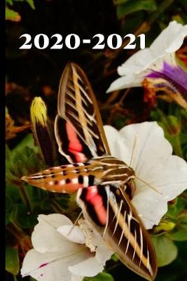 Cover of Cute Coral Hummingbird Moth Butterfly Lover's Gift 25 Month Weekly Planner Dated Calendar Gift Notebook for Women or Men