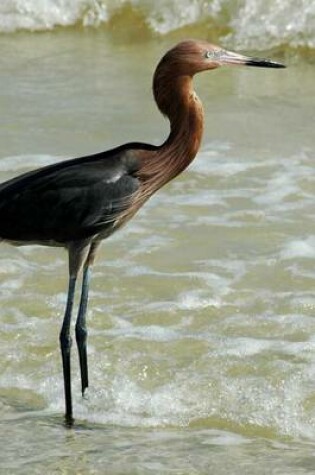 Cover of Red Plumed Egret (Birds of the World)