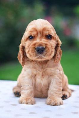 Book cover for Adorable Cocker Spaniel Puppy Journal