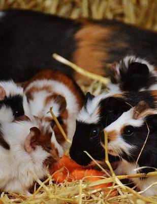 Book cover for Jumbo Oversized Guinea Pig Dinner Time of Carrots