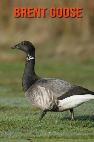 Cover of Brent Goose