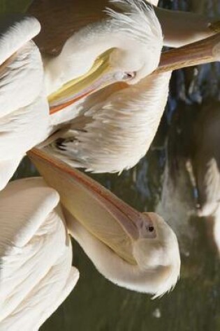 Cover of White Pelicans Gathered in Florida, Birds of the World