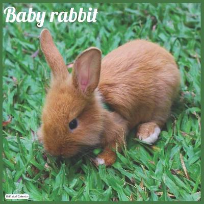Book cover for Baby rabbit 2021 Wall Calendar