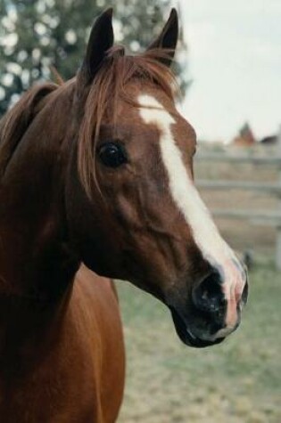 Cover of Equine Journal Arabian At Pasture