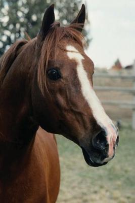 Book cover for Equine Journal Arabian At Pasture