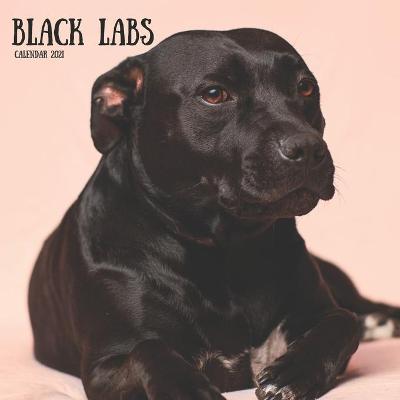 Book cover for Black Labs Calendar 2021