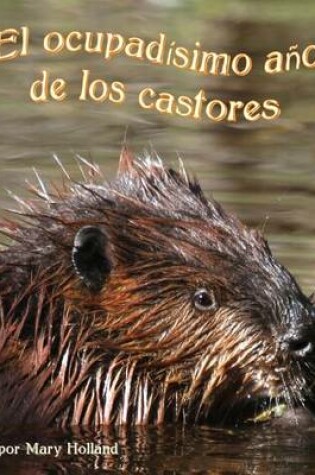 Cover of El Ocupadísimo Año de Los Castores (Beavers' Busy Year, The)