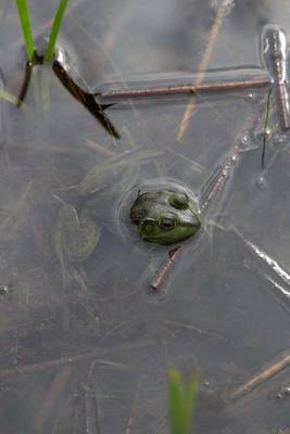 Book cover for Just a Frog in a Bog