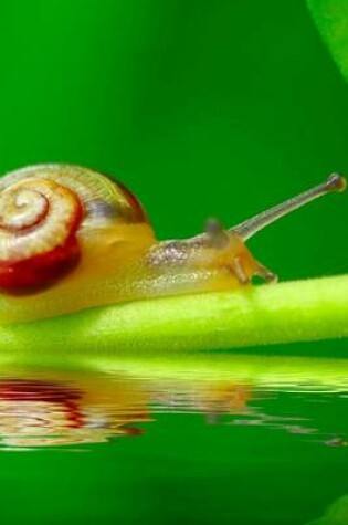 Cover of A Snail Crawling on a Twig Just Above the Water