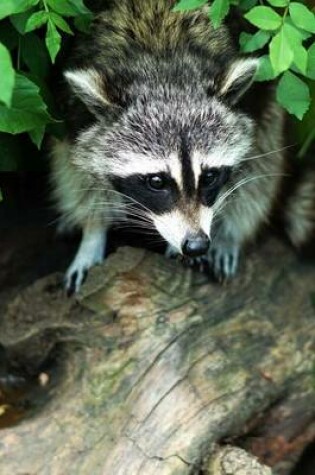 Cover of A Raccoon Kit in the Woods