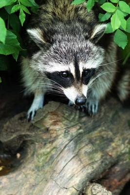 Book cover for A Raccoon Kit in the Woods