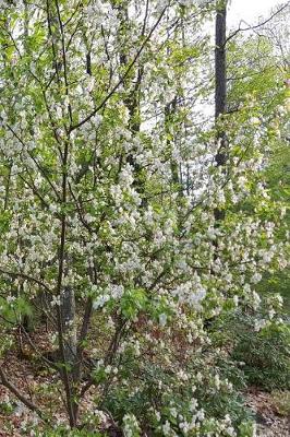 Cover of Springtime 2019 Daily Planner Flowering Tree White Green 384 Pages