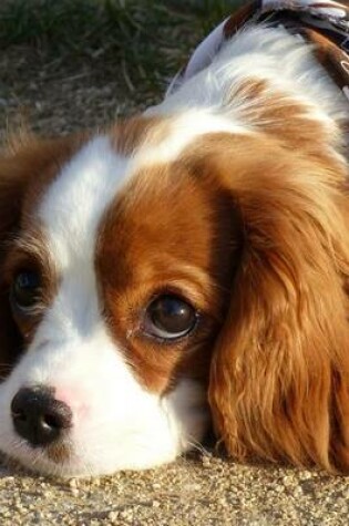 Cover of Brown and White Cavalier King Charles Spaniel Dog