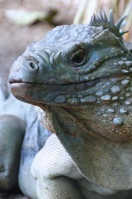 Book cover for Grand Cayman Blue Iguana Lizard Journal