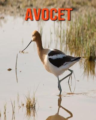 Book cover for Avocet