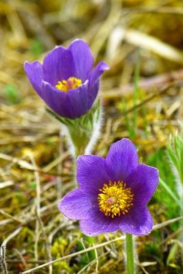 Book cover for A Pair of Purple Pasque Blooms, for the Love of Flowers