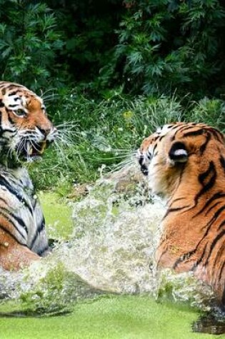 Cover of A Pair of Tigers Splashing Around in the Water