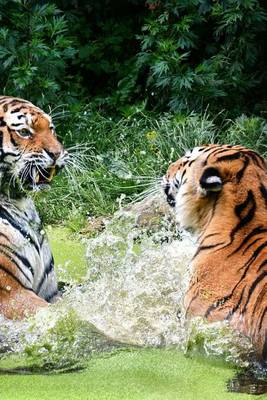 Book cover for A Pair of Tigers Splashing Around in the Water