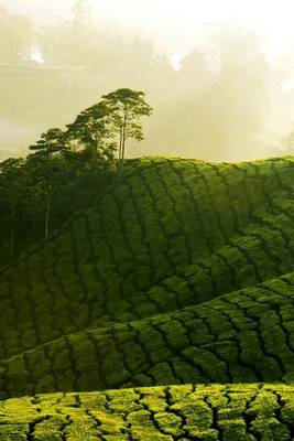 Book cover for Tea Plantation in Malaysia