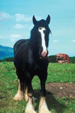 Cover of Equine Journal Standing Shire